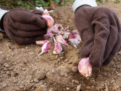Kiedy sadzić czosnek zimowy? Zrób to w tym terminie. Będzie dorodny i pyszny jak nigdy