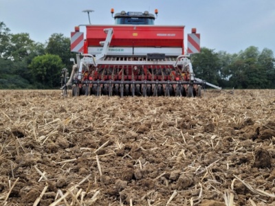 Jakie mamy terminy siewu zbóż ozimych?