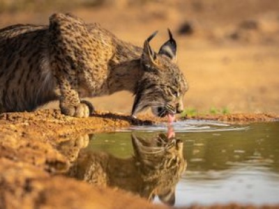 Ryś iberyjski pokonał 1000 km i dotarł do Pirenejów. Pierwszy raz