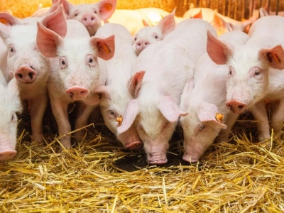 Ceny tuczników w kraju runęły za niemiecką giełdą (18.09.2025)