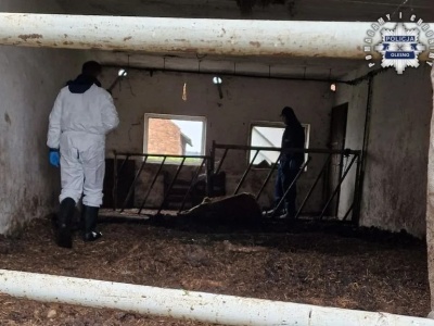 Horror w gospodarstwie! Martwe krowy, głodujące świnie i owce