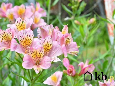 Poznajesz tę roślinę? Przetrwa jesień i będzie kwitnąć aż do listopada