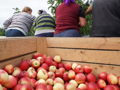 Presja na obniżenie cen jabłek? Koszty dosłownie „zjadają” sadowników