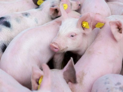 Dania: Gwałtowny spadek cen warchlaków. Stawki najniższe od siedmiu miesięcy