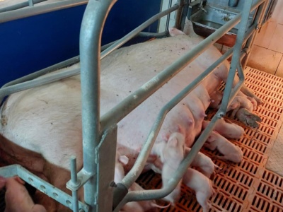 Izdebski: Mamy poważny problem z cenami zbóż. Chcemy kontynuacji programu Locha plus