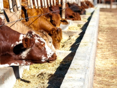 Ceny bydła 2025. Sprawdź, ile dziś płacą za byki, jałówki i krowy