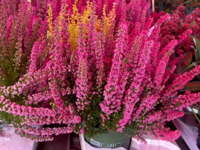 Wlej do doniczki. Ten płyn utrzymuje wrzosy w znakomitej formie