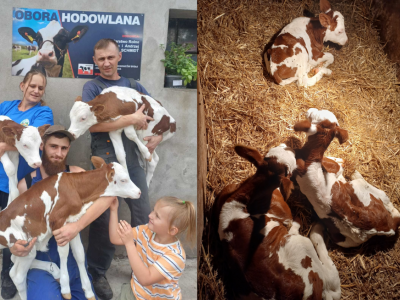 Potrójne szczęście od jednej krowy! Rolnicy zakochali się w tej rasie