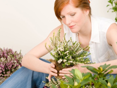 ​Zwróć na to uwagę, gdy kupujesz wrzosy. Inaczej nie przetrwają nawet miesiąca