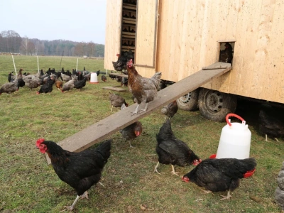 Jajka od własnych kur: czy można je sprzedawać prywatnie?