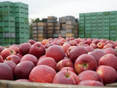 Połowa sadów w Polsce to „Grójec”. Gdzie rośnie druga połowa?