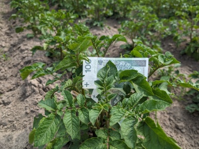 Większe zaliczki dopłat dla rolników. Kto dostanie w pierwszej kolejności?