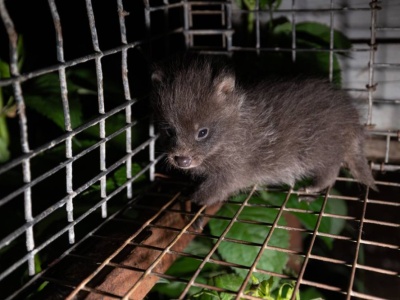 Branża futrzarska w Polsce upada. We wrześniu mogą wbić gwóźdź do trumny