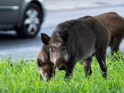 Polowanie na dziki w wielkim mieście. „Przed oknami mordowano zwierzęta”