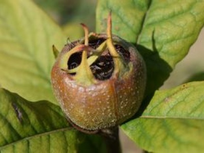 Babcia zawsze zbierała jesienią. Ten zapomniany owoc stał się hitem w mojej kuchni