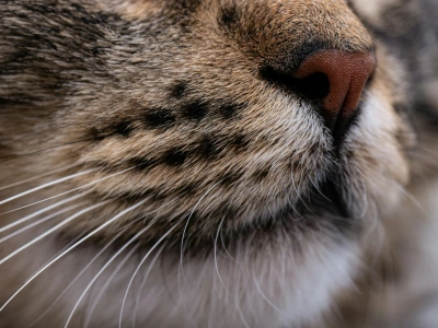 Czym jest „zmęczenie wąsów” u kota i jaką miskę wybrać, aby mu zapobiec?
