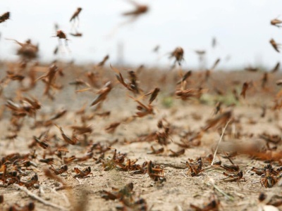 Chrząszcze w pieluchach. Plaga zrujnuje rolnictwo, sektor zbożowy?