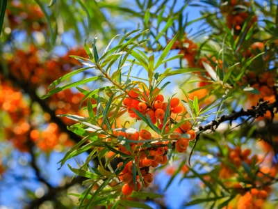 Rokitnik dla zdrowia i urody. Jak zrobić domowy olej i inne przepisy