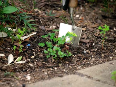 Pożegnaj chwasty. Posadź to w ogrodzie, a żaden nie wyrośnie