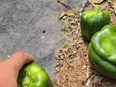 Rolnik mówi o patologii. 