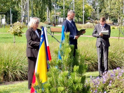 Bośniacka sosna symbolem pamięci i pokoju w Oświęcimiu – FOTO
