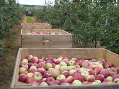 Warka, Grójec, Błędów? Która gmina ma najwięcej sadów jabłoniowych?