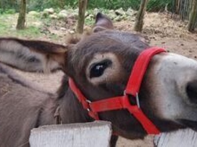 Słodka Ekipa zaprasza na piknik cukrzyka
