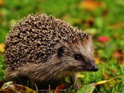 Dzień Dzikiej Fauny, Flory i Naturalnych Siedlisk – co możemy zrobić dla natury?