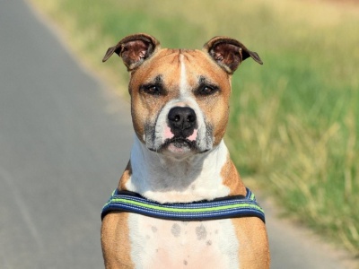 Dwa amstaffy wyskoczyły z auta i pogryzły niemowlę. 