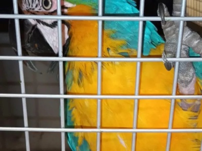 Egzotyczny ptak na ramieniu cudzoziemca. Nietypowa interwencja Ekopatrolu w centrum Warszawy