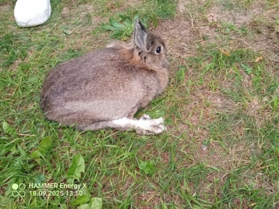 Królik na spacerze. Interweniowała straż miejska