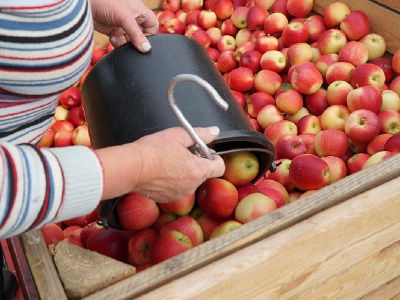 Dostatek czy niedobór pracowników sezonowych? Opinie trzech sadowników