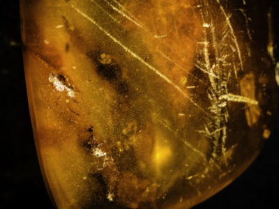 Wystarczył jeden bursztyn sprzed ponad 100 milionów lat. Zawiera cały ekosystem