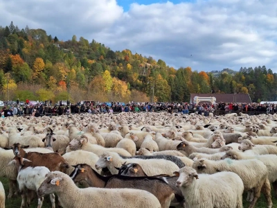 Po ,,Michale” owce zejdą z hal. Jesienne redyki odbędą się już wkrótce