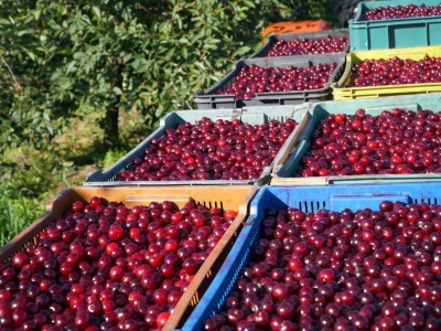 Która gmina jest wiśniową potęgą?