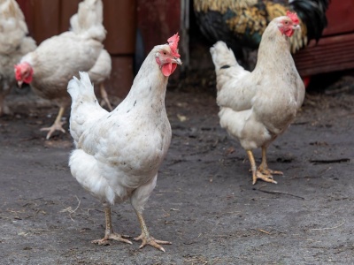 Dobre wiadomości dla drobiarzy: Filipiny zmieniły decyzję w sprawie polskiego drobiu