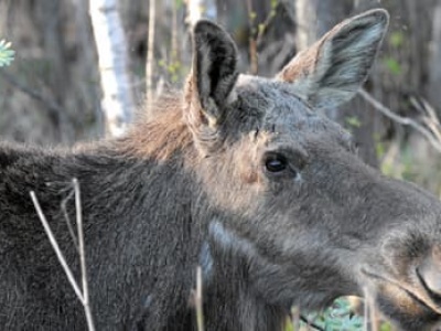 Handlowanie przyrodą, czyli jak minister rolnictwa ośmiesza się chęcią odstrzału łosi [WIDZĘ TO TAK]
