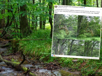 Leśnicy pokazali zdjęcie niezwykłego gatunku. 