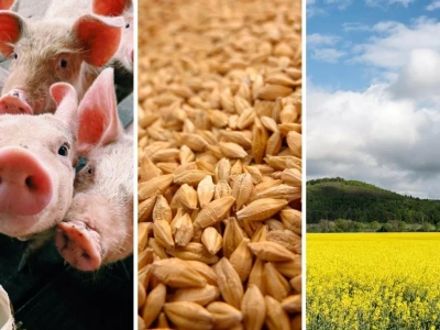 Tanie zboża, pełne magazyny, spadające ceny trzody, ale rzepak wciąż może jeszcze zaskoczyć [Raport rynkowy 19.09.2025]