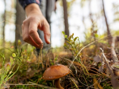 Kiedyś popularny na stołach. Dziś eksperci ostrzegają przed tym grzybem