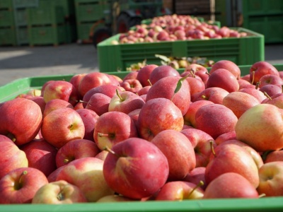 Dobry popyt na jabłka. Sadownicy „trzymają ceny”, ale są wyjątki