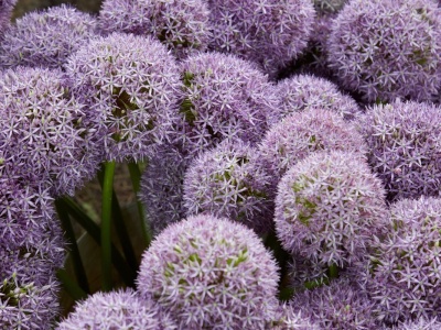 Posadź te rośliny już teraz. Wiosną zleją ogród kolorowymi 