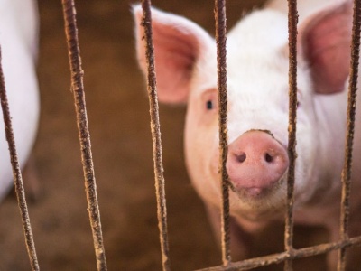 Ceny skupu tuczników 2025 runęły w dół! Sprawdź, ile płacą w Polsce i Niemczech