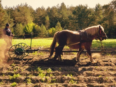 Święto ziemniaka we Wdzydzach. Skansen zaprasza na nietypowe wykopki