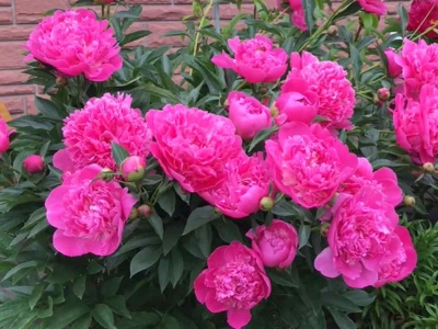 Ostatni raz podsyp tym piwonie. Efekty zobaczysz wiosną