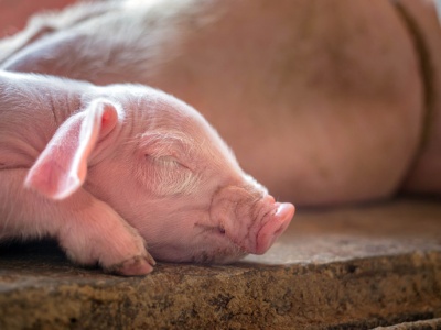 Odbudowa czy już ratowanie krajowej produkcji warchlaków?