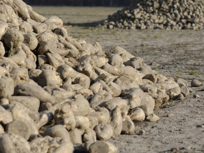 Kampania cukrownicza 2025/26: w tym sezonie padnie rekord?