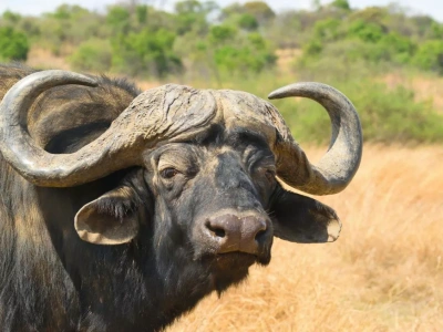 Kolejny cios w rolników. Tanie mleko i mięso z Indii zaleją Europę?