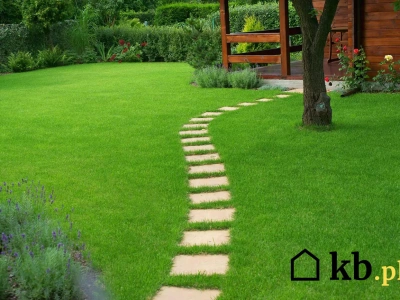 Magiczny proszek z kamienia! Twój trawnik będzie zielony jak nigdy dotąd