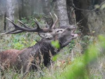 Magiczny czas rykowiska – niezwykłe widowisko jesieni w polskich lasach